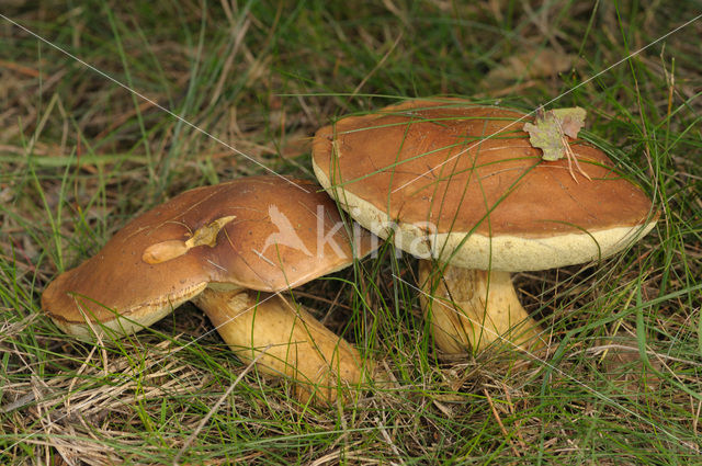 King Bolete (Boletus edulis)