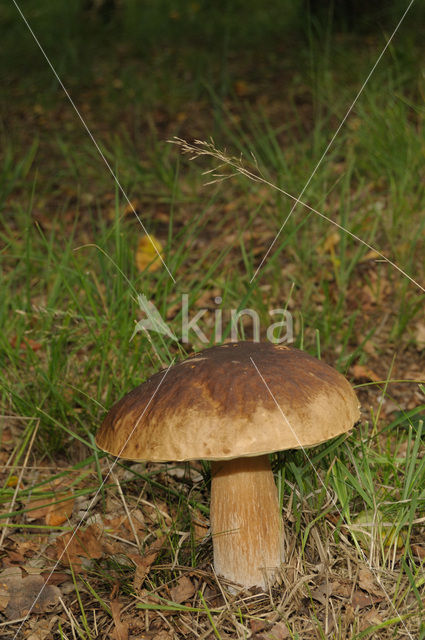 Eekhoorntjesbrood (Boletus edulis)