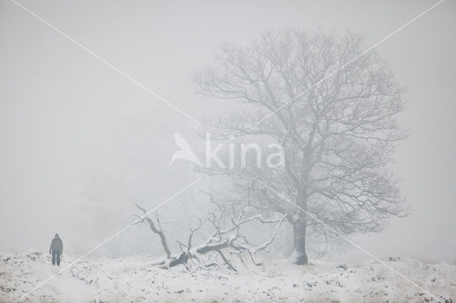 Oak (Quercus)