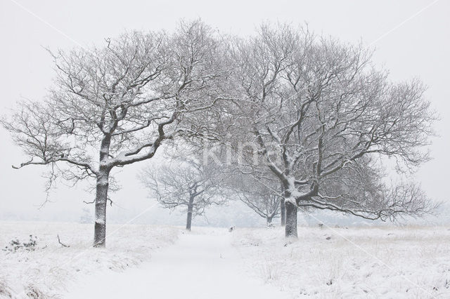 Oak (Quercus)