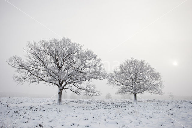 Oak (Quercus)