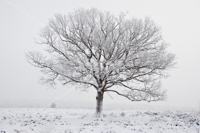 Oak (Quercus)