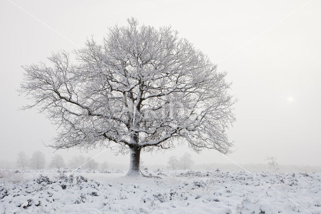 Oak (Quercus)