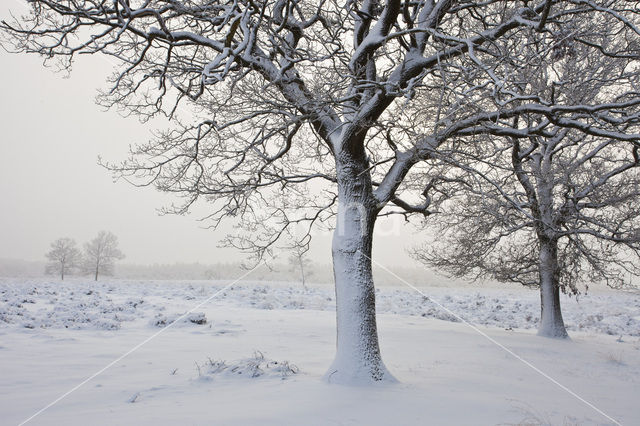 Oak (Quercus)