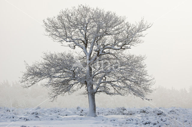 Oak (Quercus)