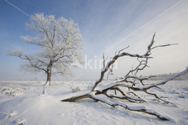 Oak (Quercus)