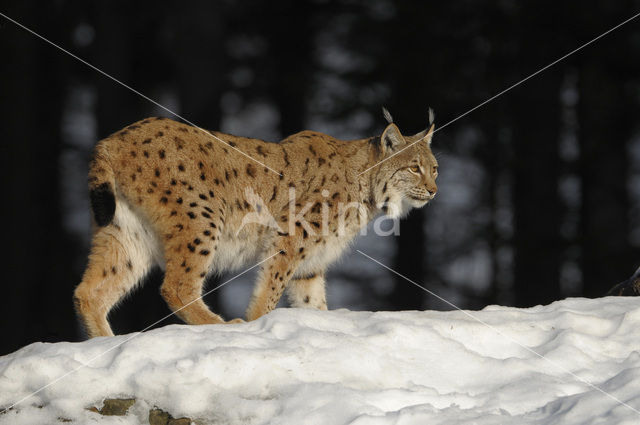 Eurasian Lynx (Lynx lynx)