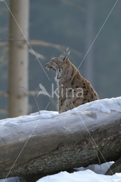 Euraziatische lynx (Lynx lynx)