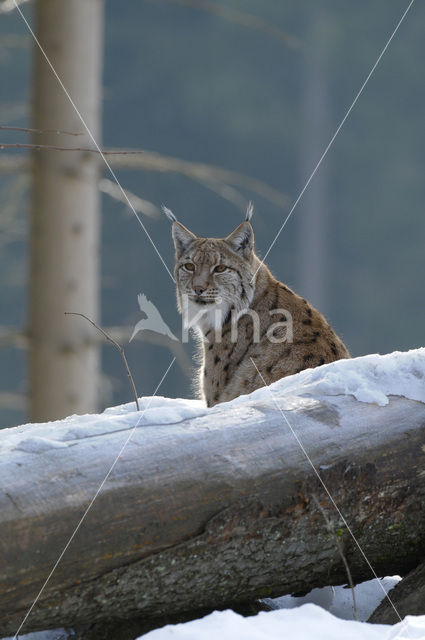 Eurasian Lynx (Lynx lynx)