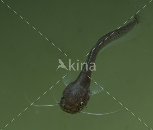 Wels catfish