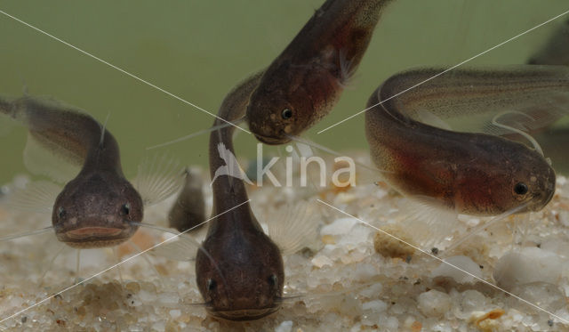 Europese meerval (Silurus glanis)