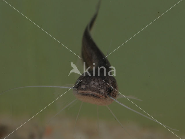 Wels catfish