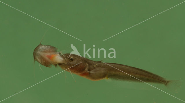 Europese meerval (Silurus glanis)