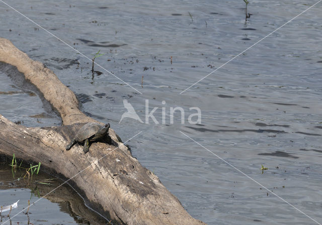 Europese moerasschildpad (Emys orbicularis)