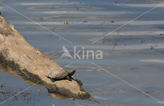 Europese moerasschildpad (Emys orbicularis)