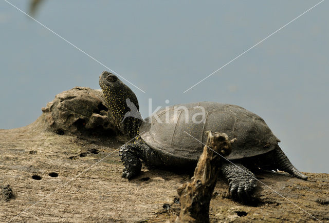 Europese moerasschildpad (Emys orbicularis)