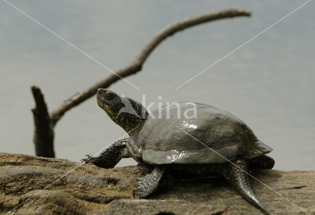 Europese moerasschildpad (Emys orbicularis)