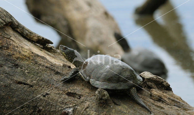 Europese moerasschildpad (Emys orbicularis)