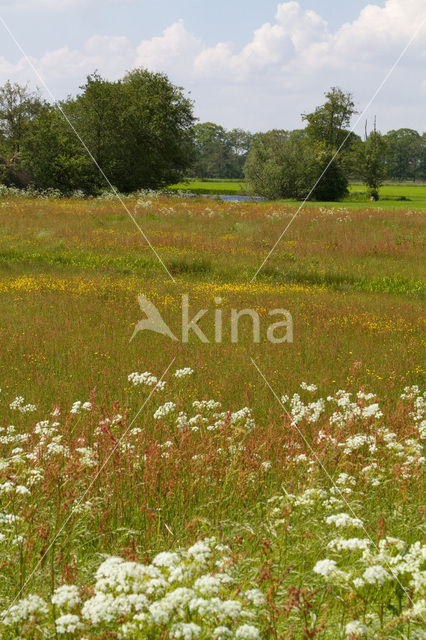 Cow Parsley (Anthriscus sylvestris)