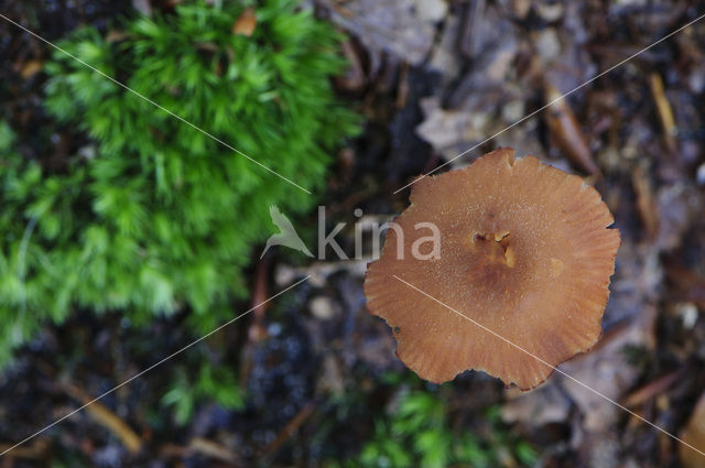 Deceiver (Laccaria spec.)