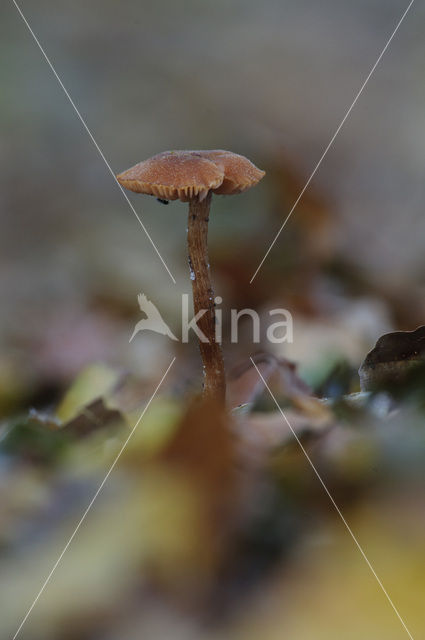 Deceiver (Laccaria spec.)