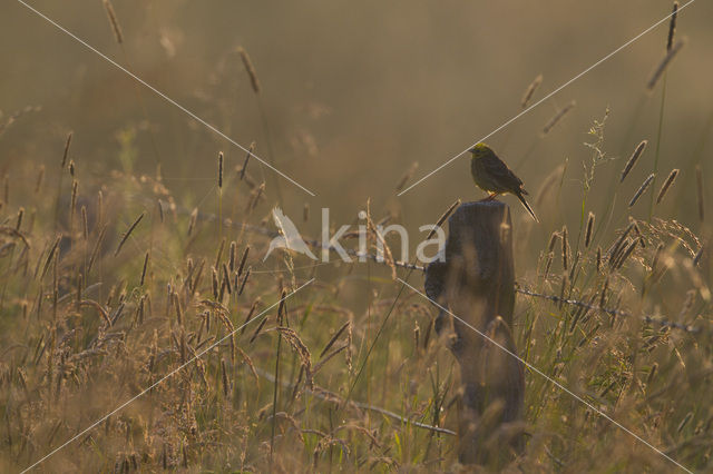 Geelgors (Emberiza citrinella)