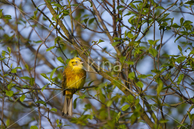 Geelgors (Emberiza citrinella)