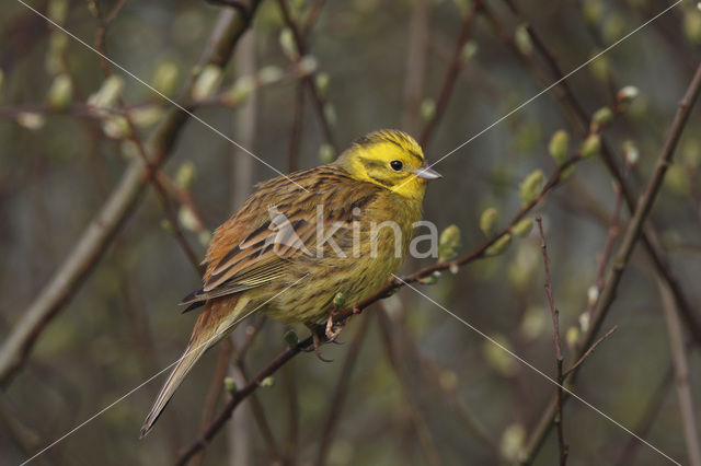 Geelgors (Emberiza citrinella)