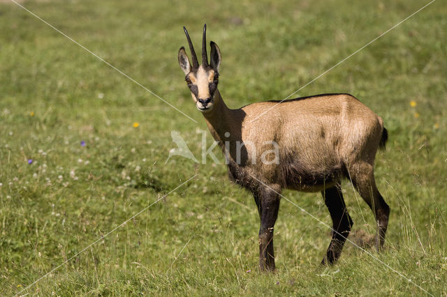 Chamois (Rupicapra rupicapra)