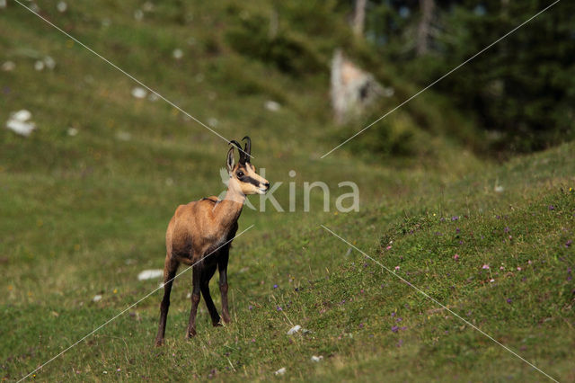 Chamois (Rupicapra rupicapra)