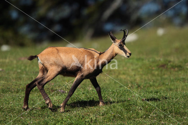 Chamois (Rupicapra rupicapra)