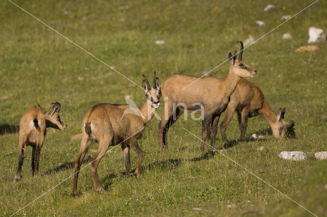 Chamois (Rupicapra rupicapra)