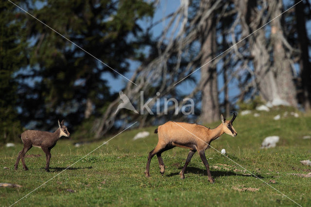 Chamois (Rupicapra rupicapra)