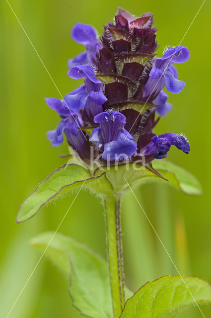 Gewone brunel (Prunella vulgaris)