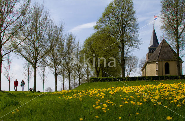 Gewone paardenbloem (Taraxacum officinale)