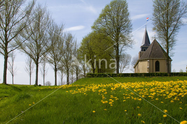 Gewone paardenbloem (Taraxacum officinale)