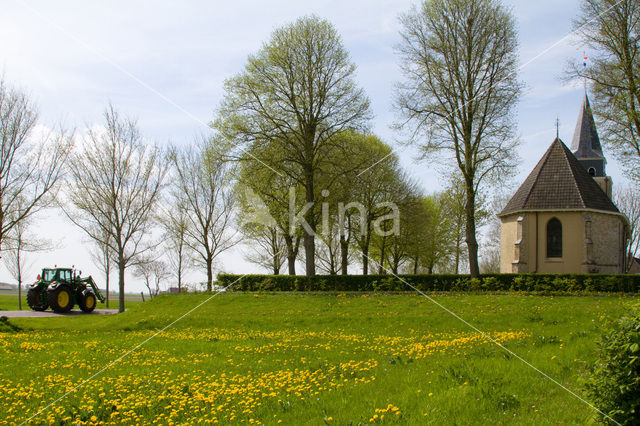 Gewone paardenbloem (Taraxacum officinale)