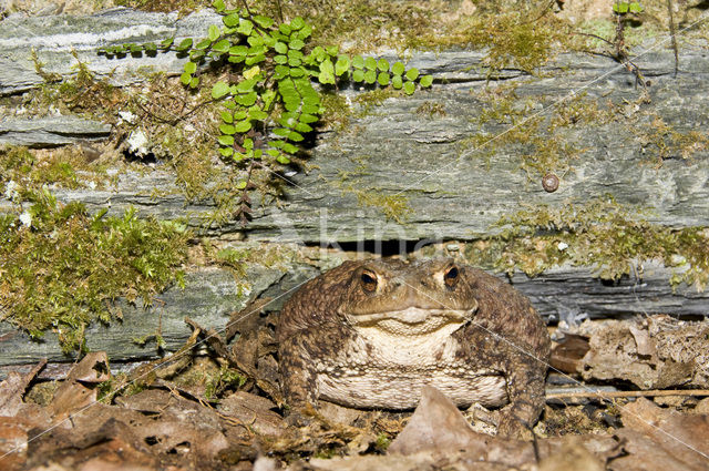 Common Toad (Bufo bufo)