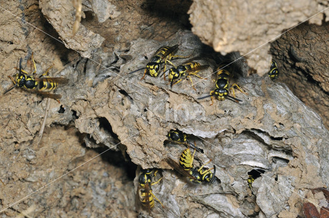 Gewone wesp (Vespula vulgaris)