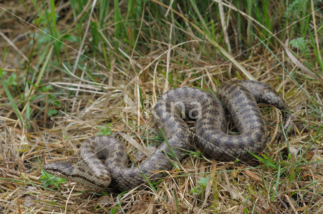 Gladde slang (Coronella austriaca)