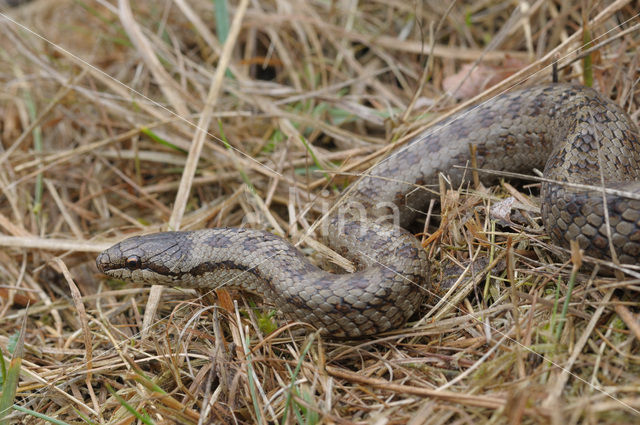 Gladde slang (Coronella austriaca)