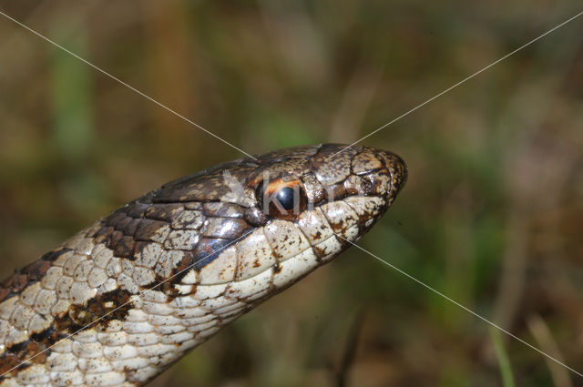 Gladde slang (Coronella austriaca)