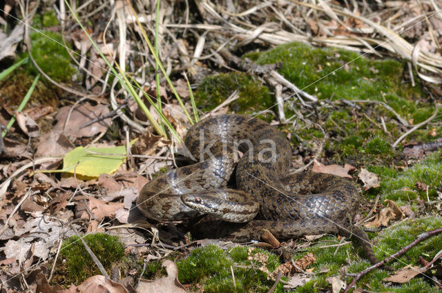 Gladde slang (Coronella austriaca)