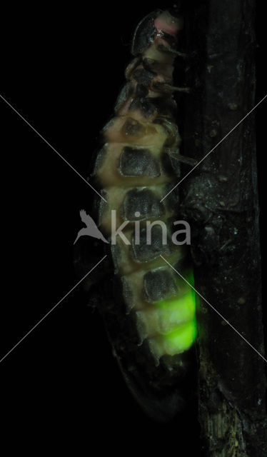 Glow worm (Lampyris noctiluca)