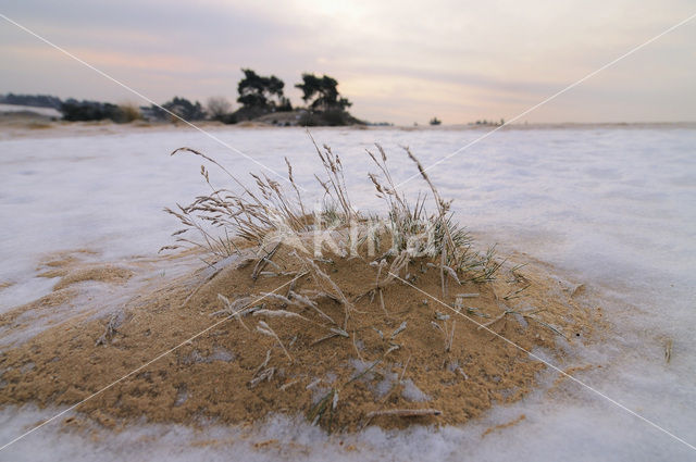 Grass