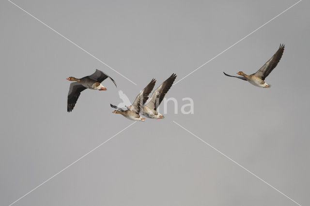 Grey Lag-Goose (Anser anser)