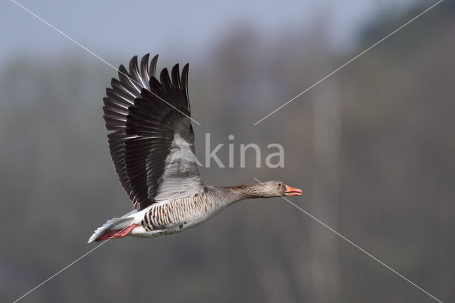 Grey Lag-Goose (Anser anser)