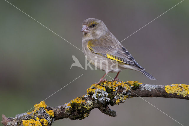 Groenling (Carduelis chloris)