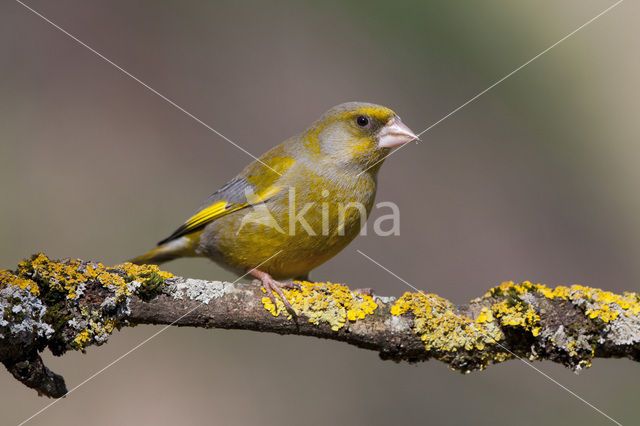 Groenling (Carduelis chloris)