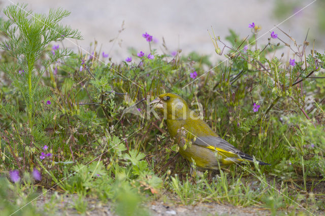 Groenling (Carduelis chloris)